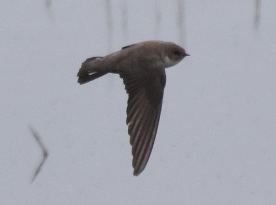 Eurasian Crag-Martin - ML642054503
