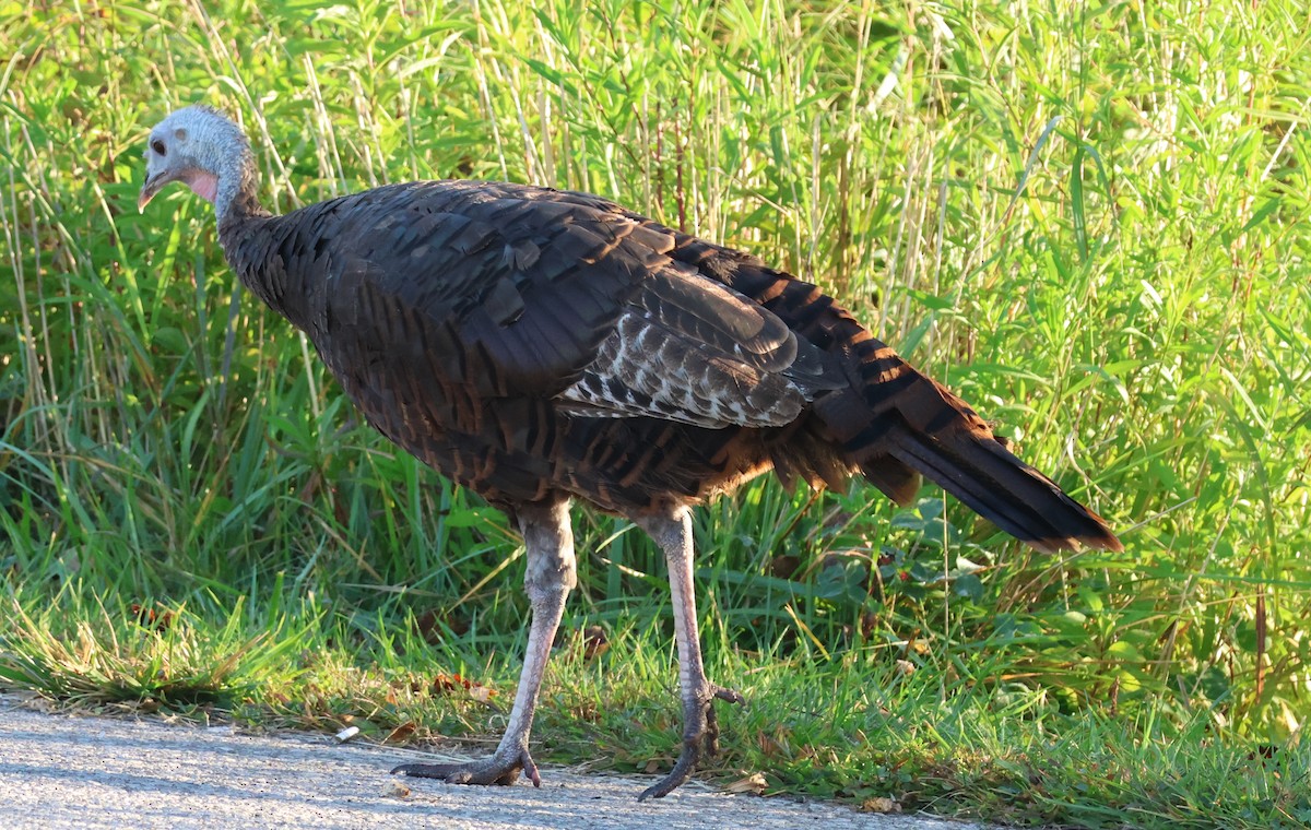 Wild Turkey - ML642054504