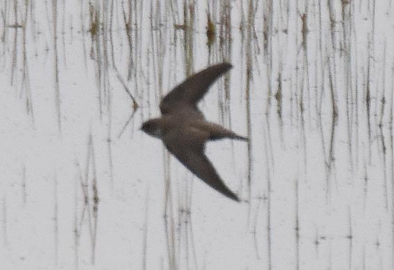 Eurasian Crag-Martin - ML642054530