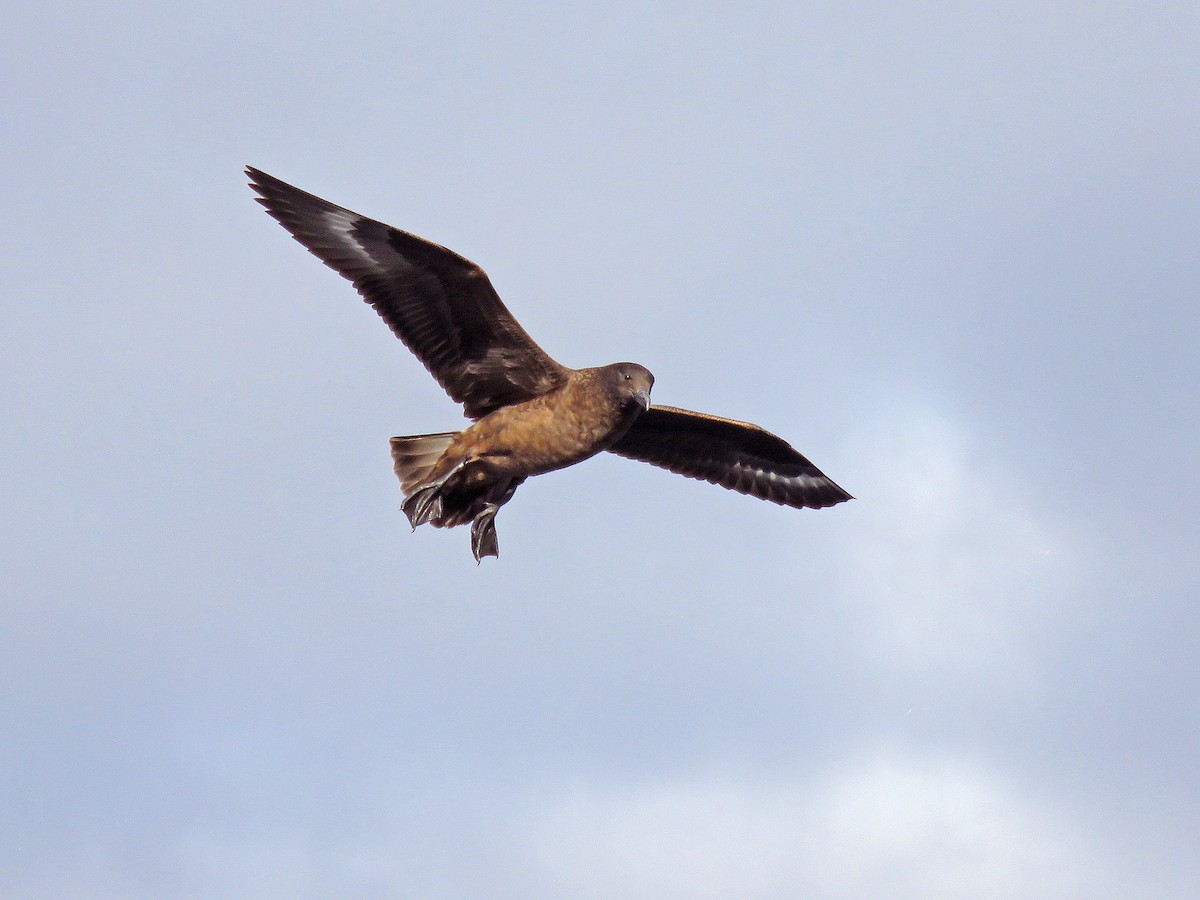 Great Skua - ML642054531