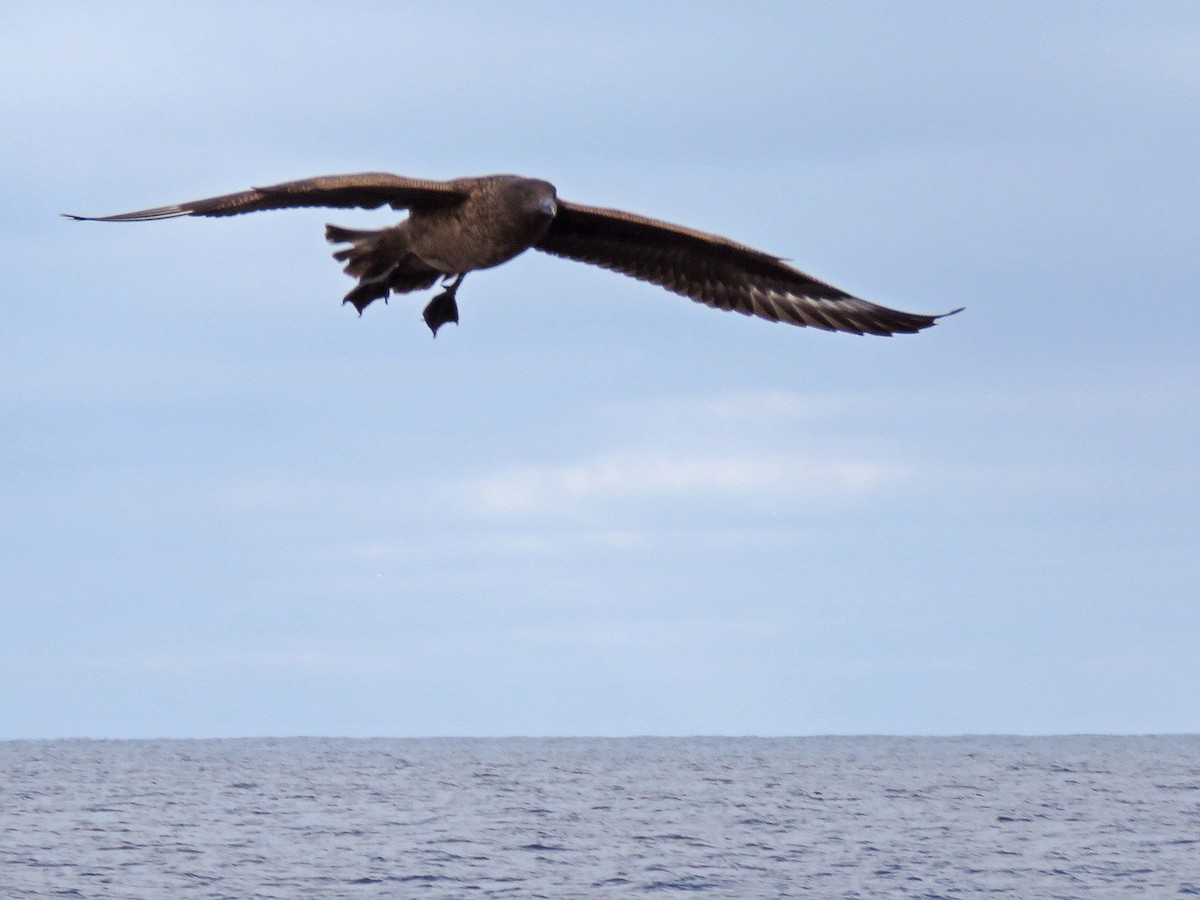Great Skua - ML642054532
