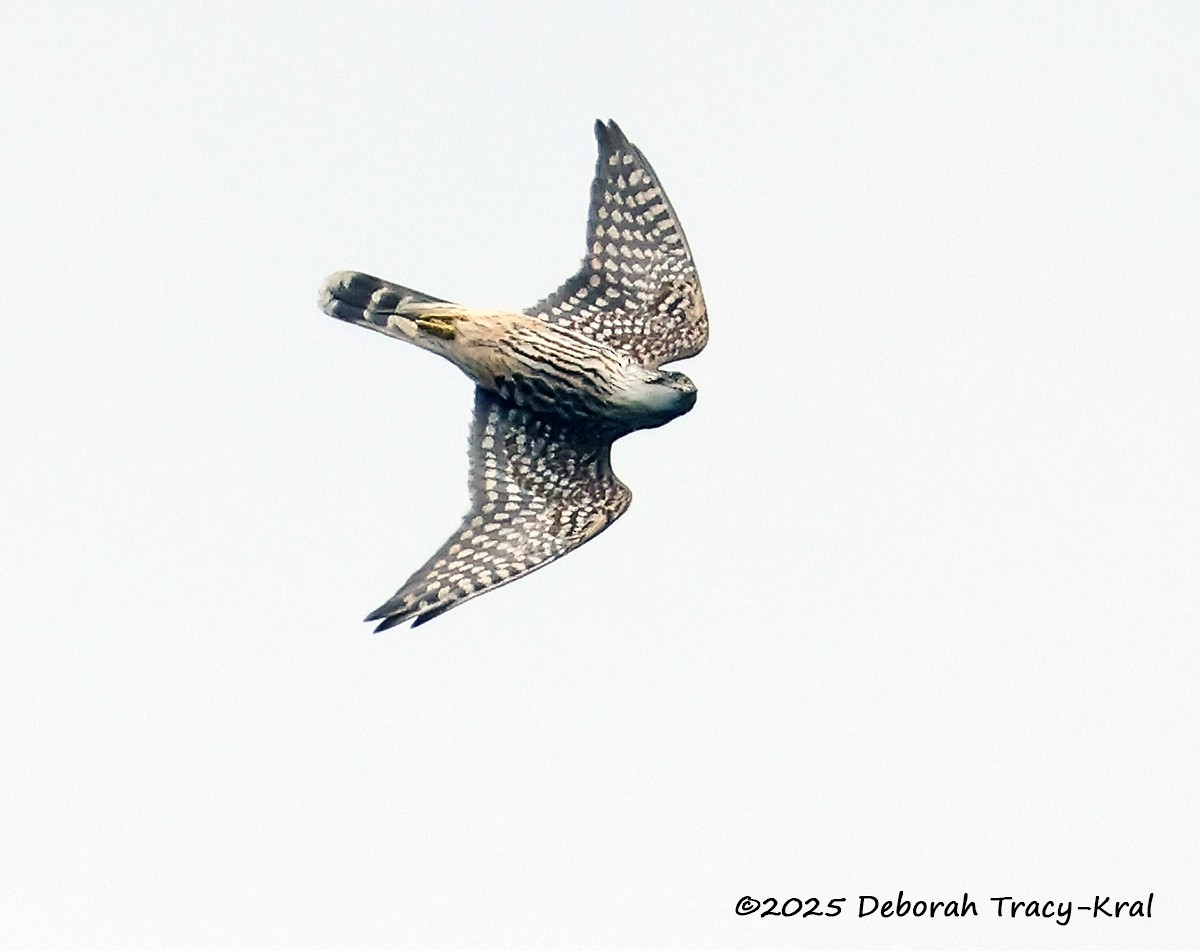 Merlin - ML642054533