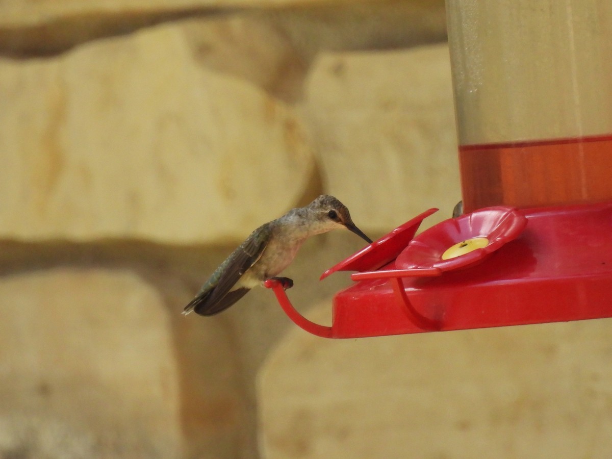Black-chinned Hummingbird - ML642054534