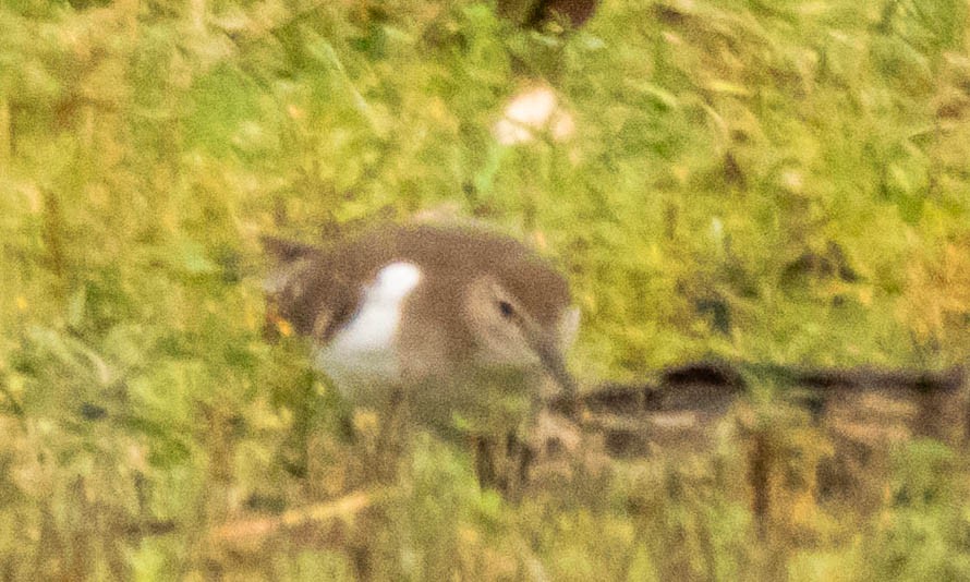 Common Sandpiper - ML642054537