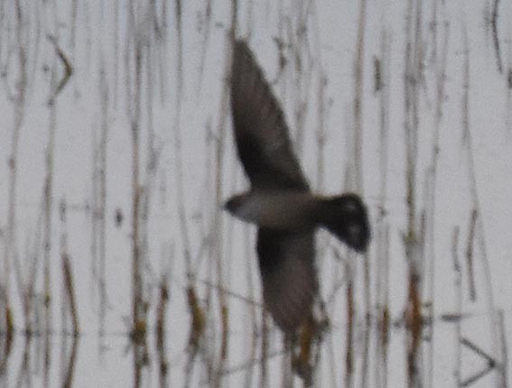 Eurasian Crag-Martin - ML642054538