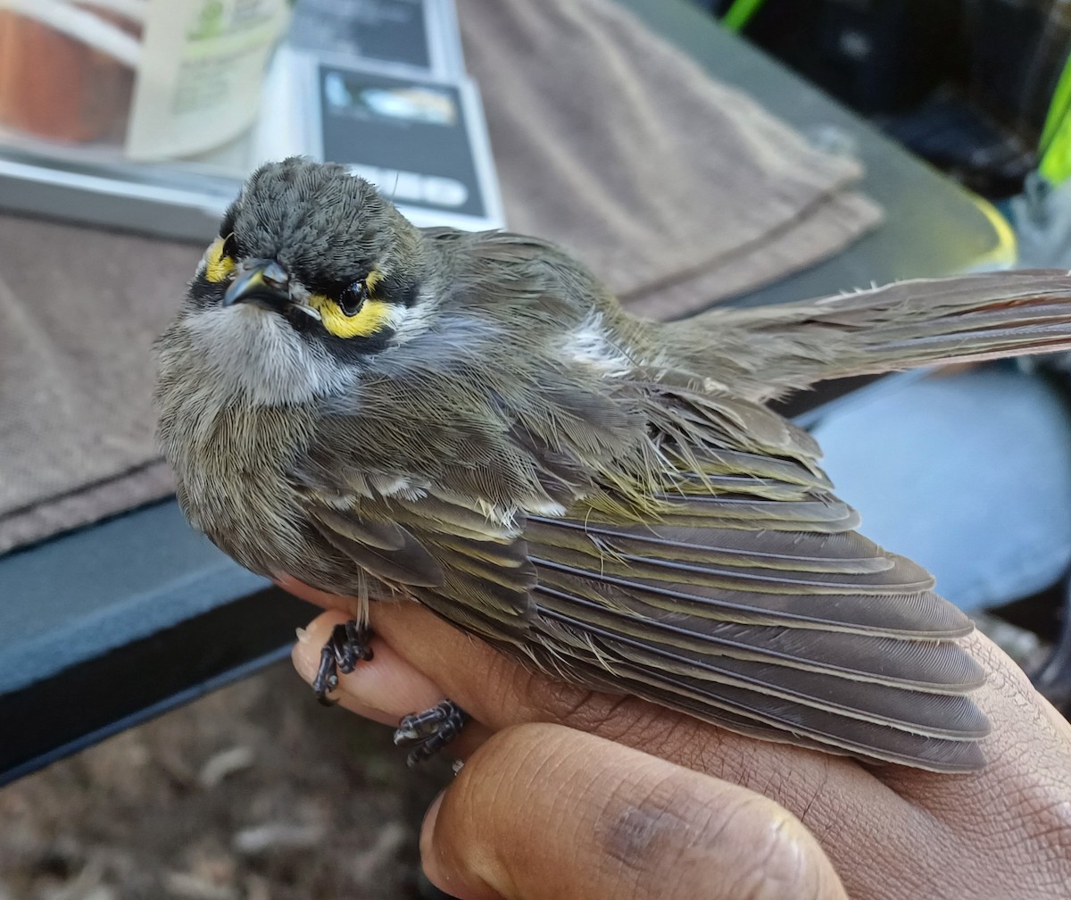 Yellow-faced Honeyeater - ML642054542