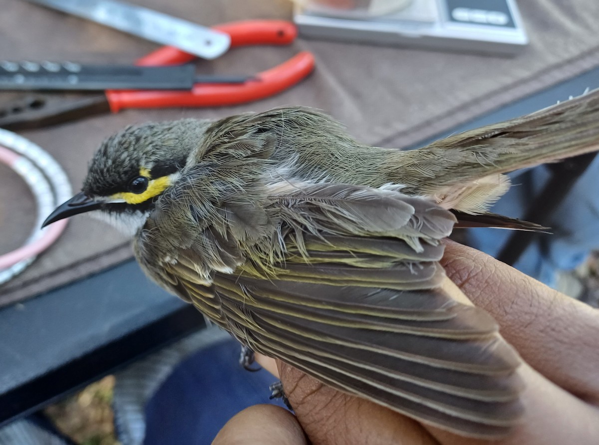 Yellow-faced Honeyeater - ML642054544