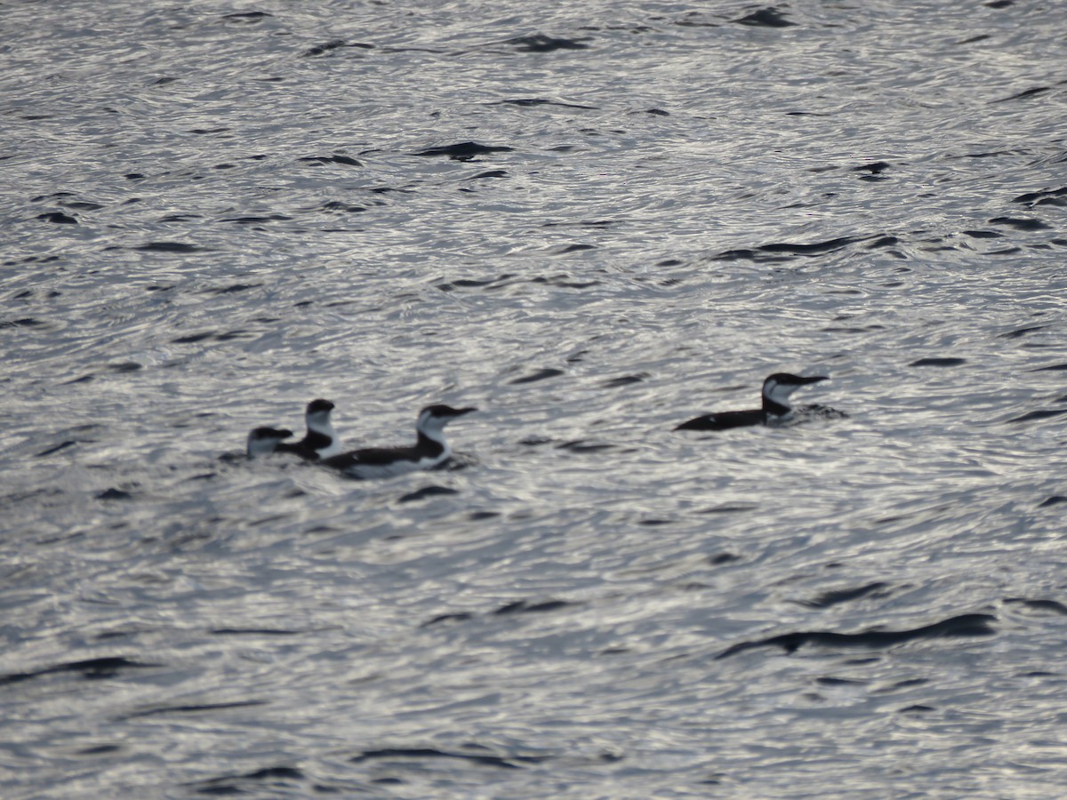 Razorbill - ML642054547