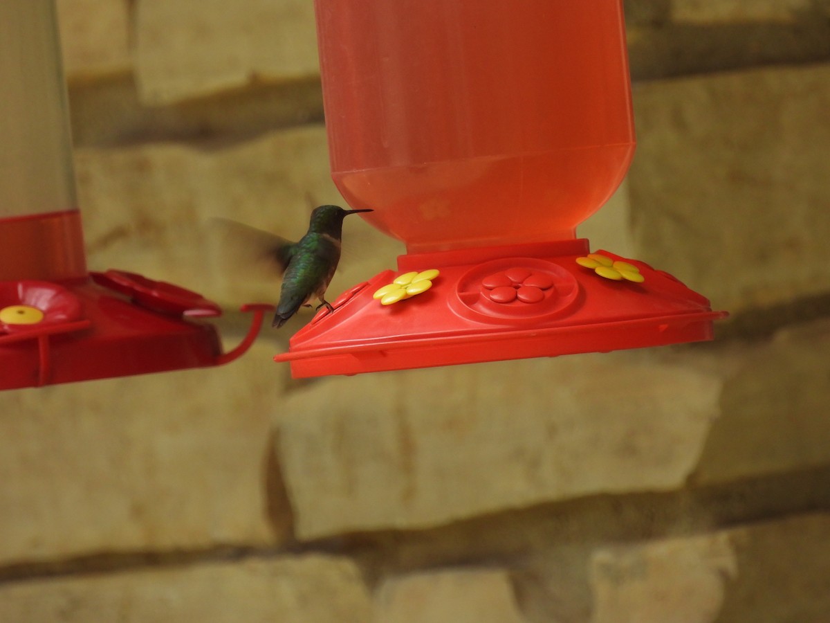 Ruby-throated Hummingbird - ML642054548