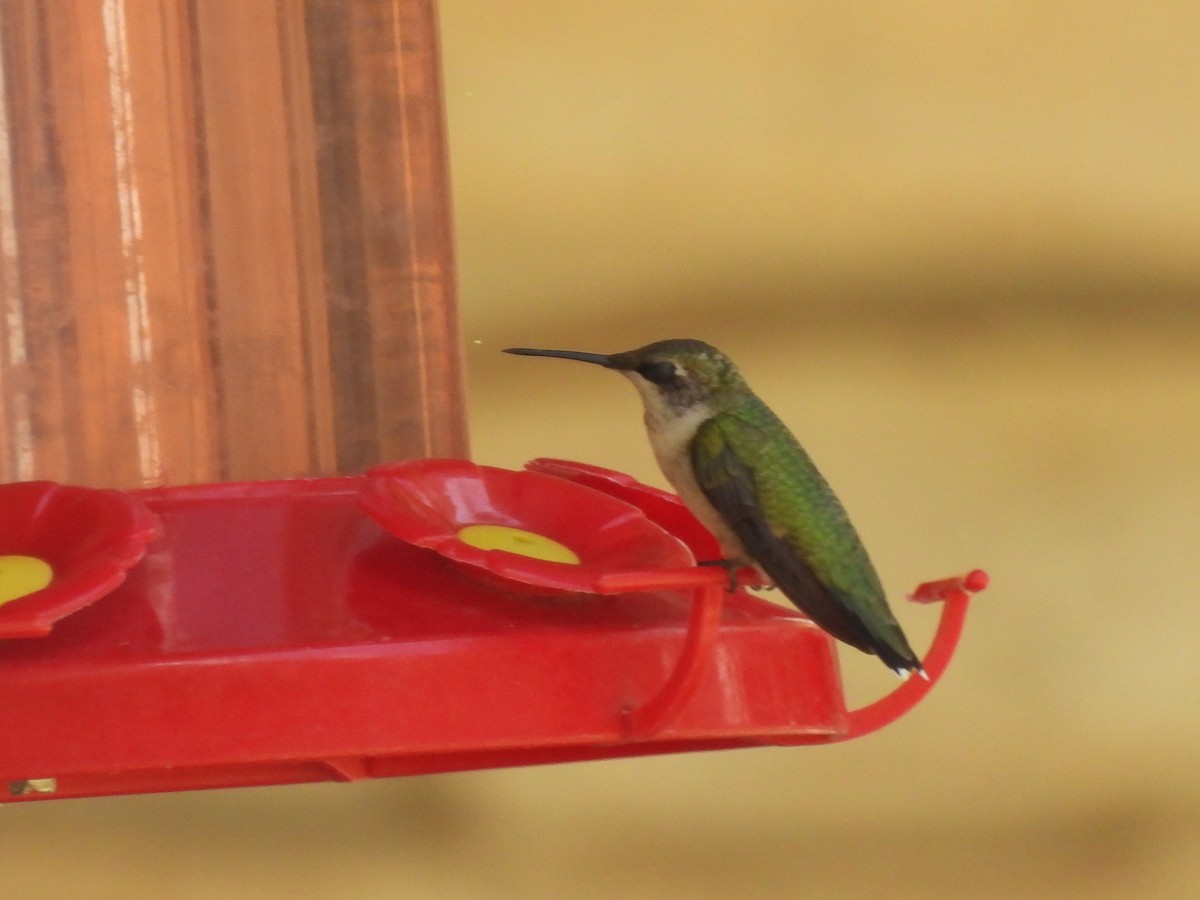 Ruby-throated Hummingbird - ML642054549