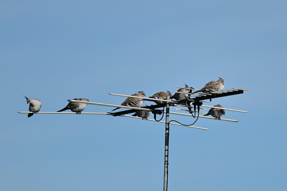 Crested Pigeon - ML642054551
