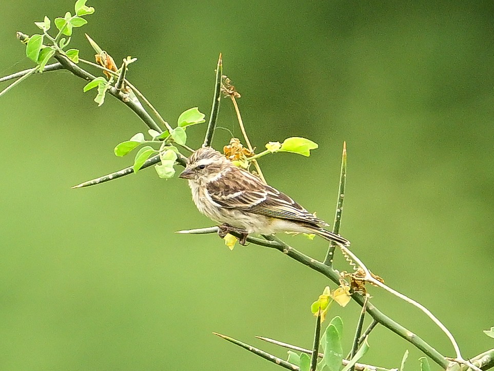 Reichenow's Seedeater - ML642054552