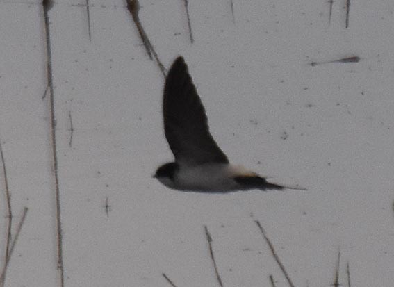 Western House-Martin - ML642054555