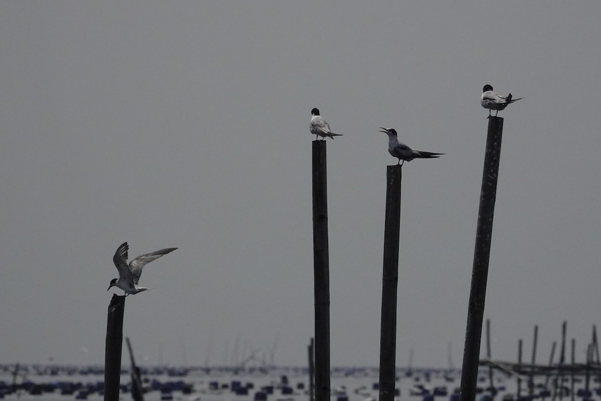 Common Tern - ML642054556