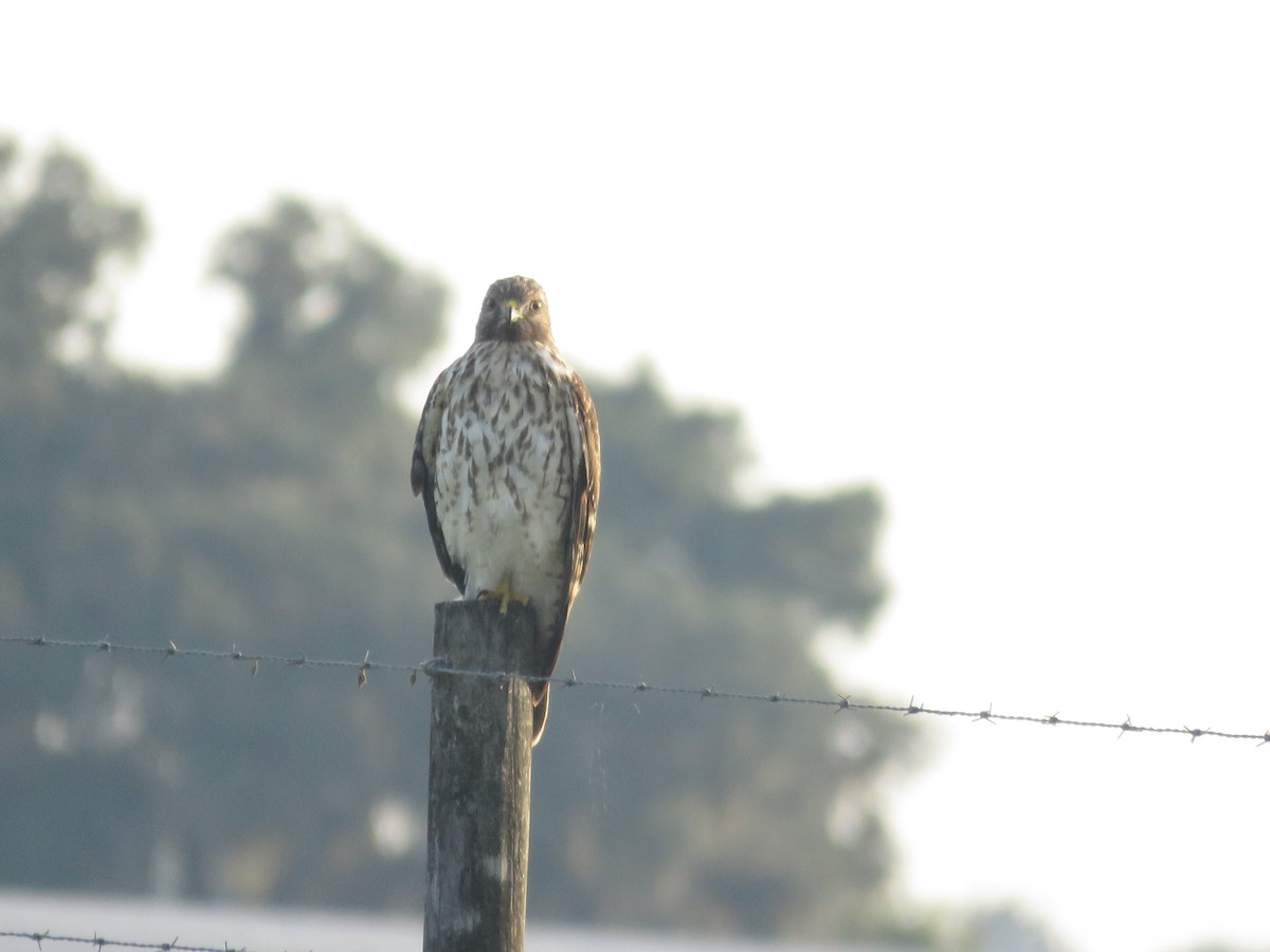 Red-shouldered Hawk - ML642054563