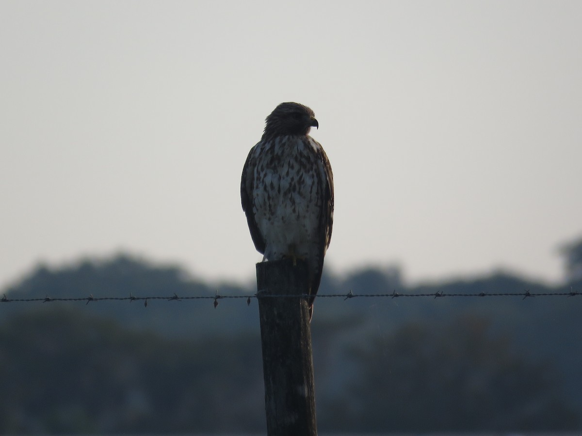 Red-shouldered Hawk - ML642054564
