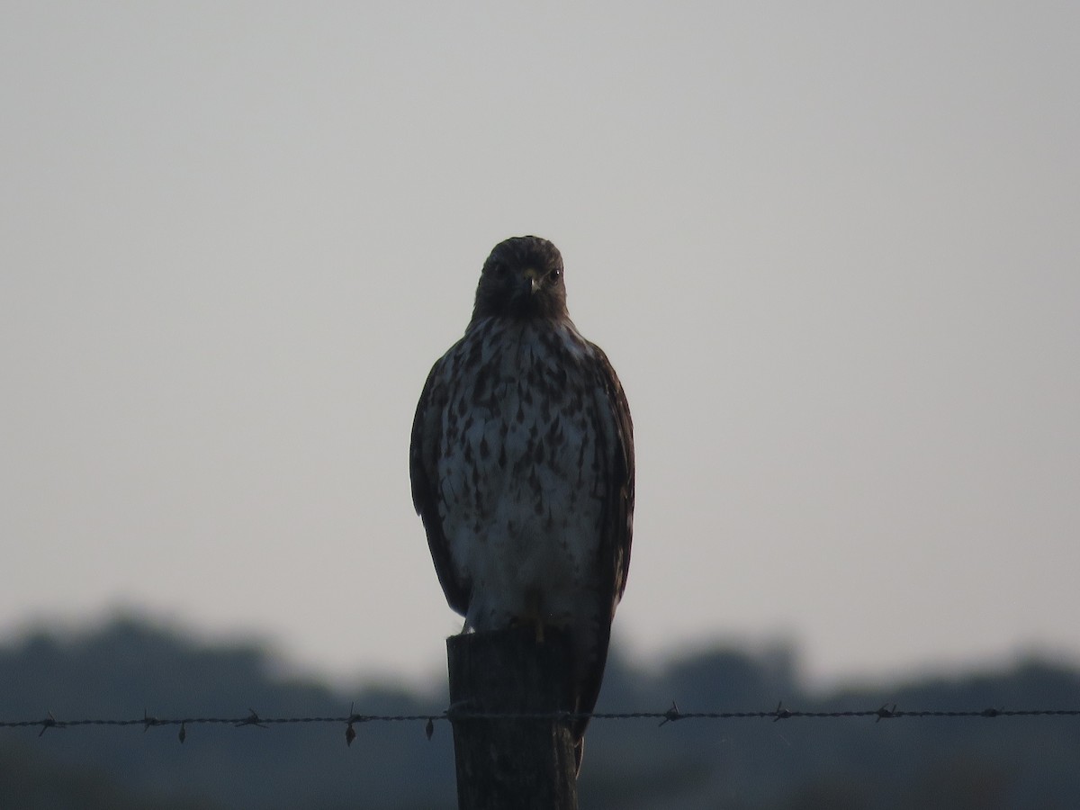 Red-shouldered Hawk - ML642054565