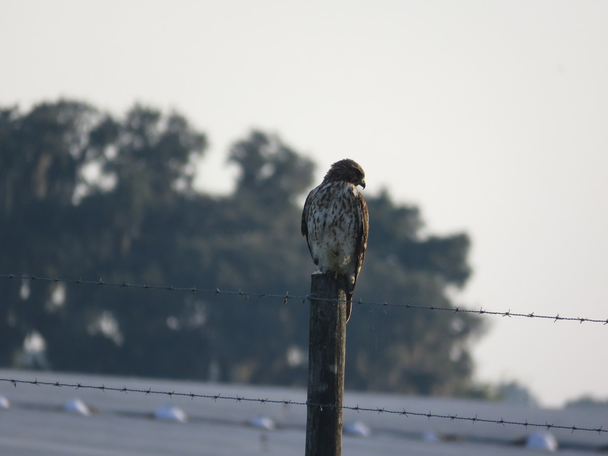 Red-shouldered Hawk - ML642054566
