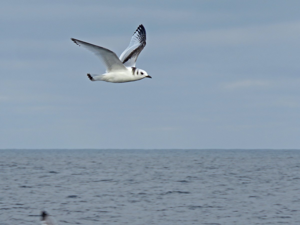 Black-legged Kittiwake - ML642054575