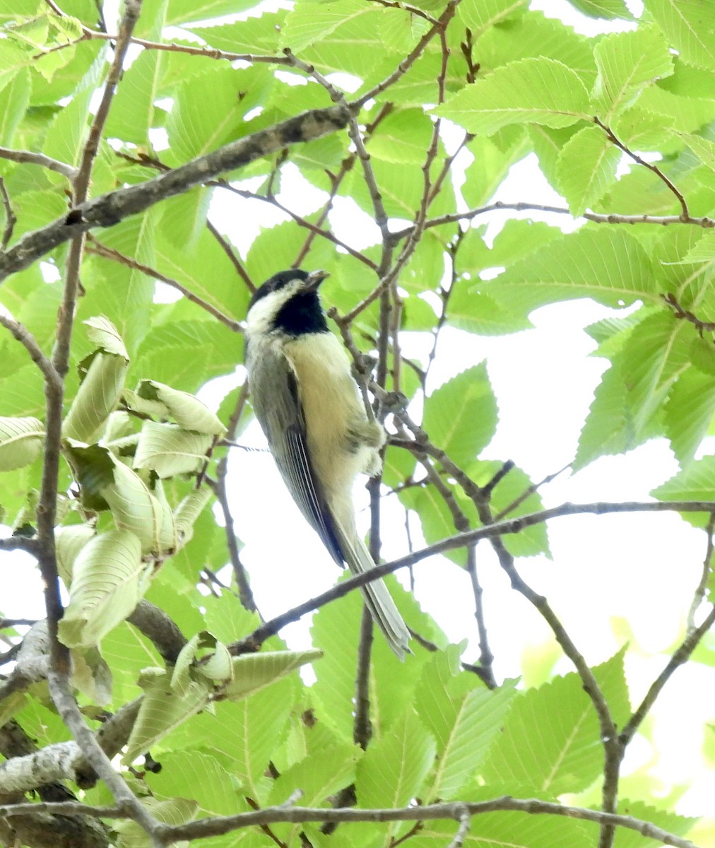Carolina Chickadee - ML642054578