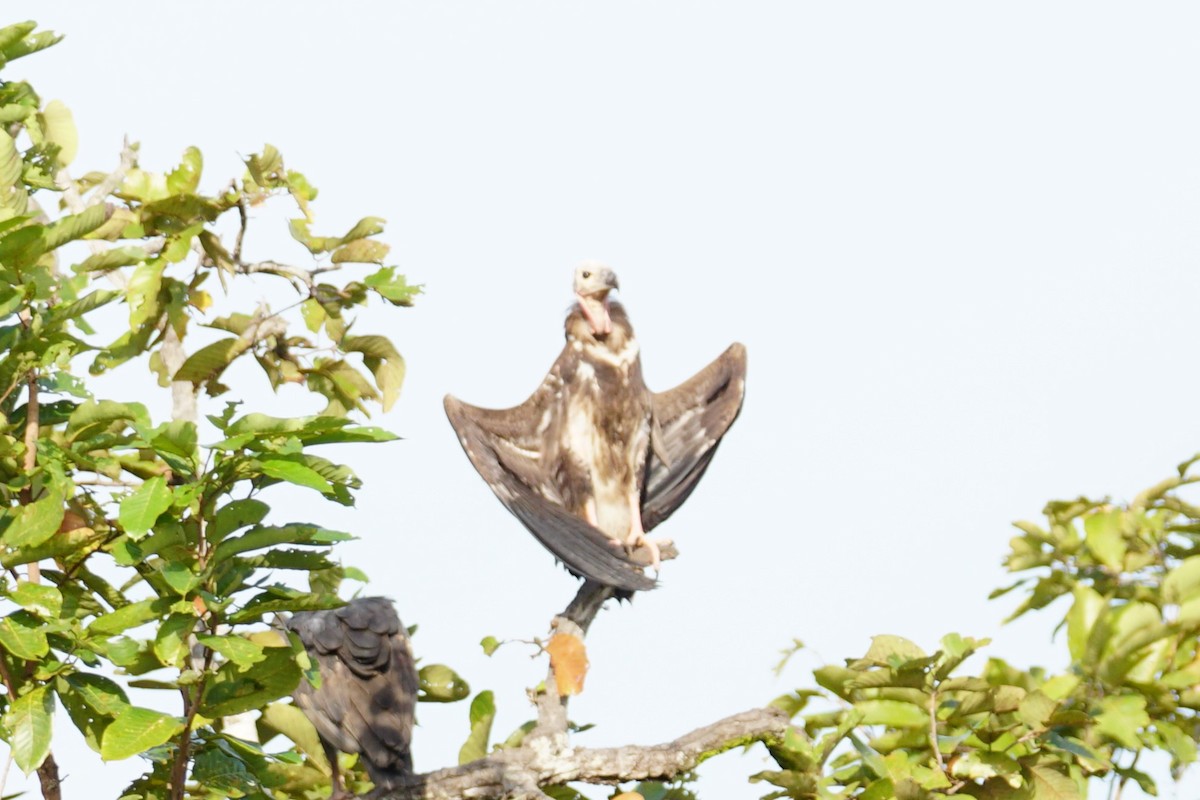 Red-headed Vulture - ML642054598