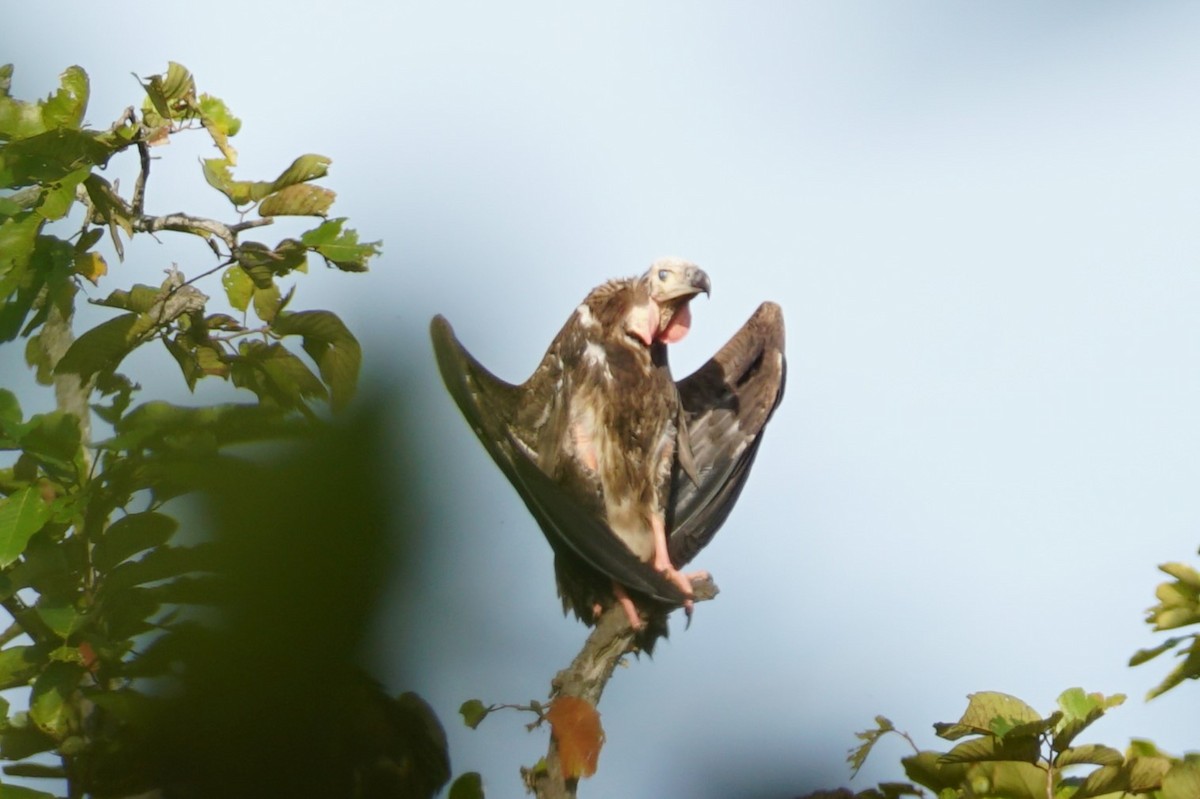 Red-headed Vulture - ML642054601