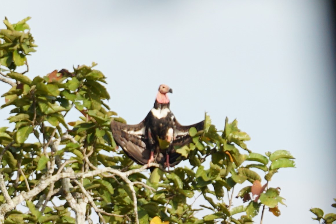 Red-headed Vulture - ML642054602