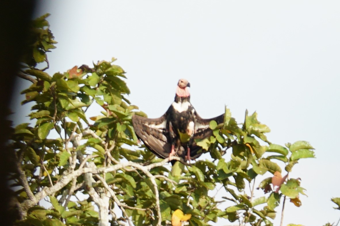 Red-headed Vulture - ML642054603