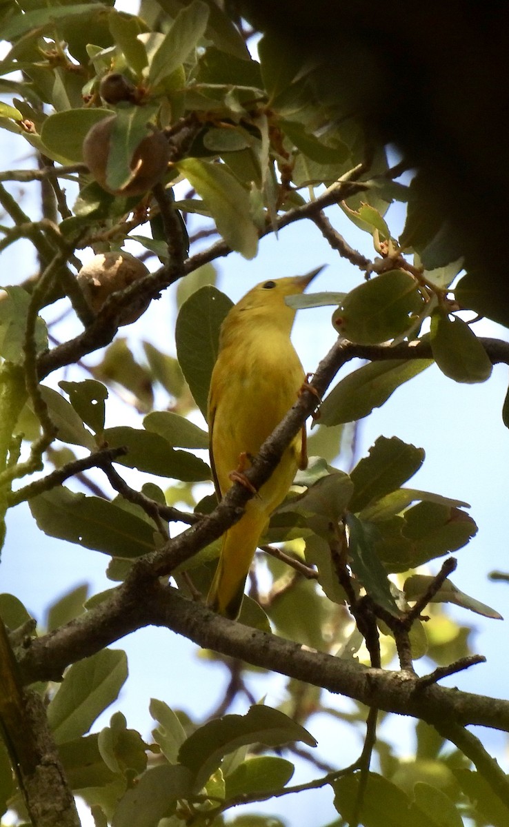 Paruline jaune - ML642054635