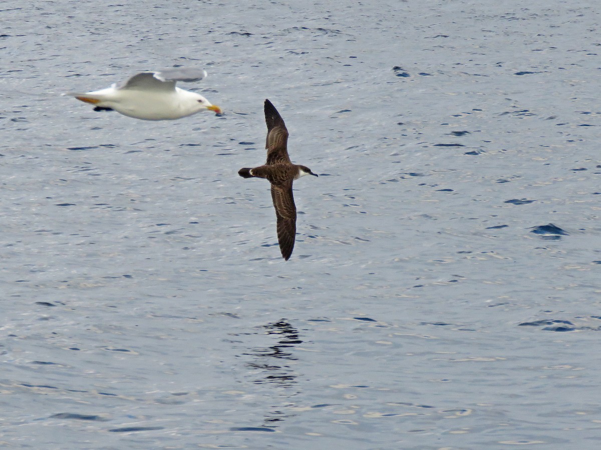 Puffin majeur - ML642054637