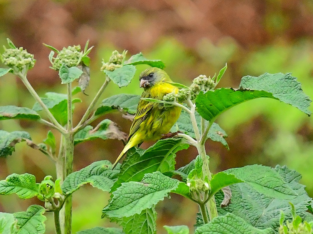 Serin est-africain - ML642054638