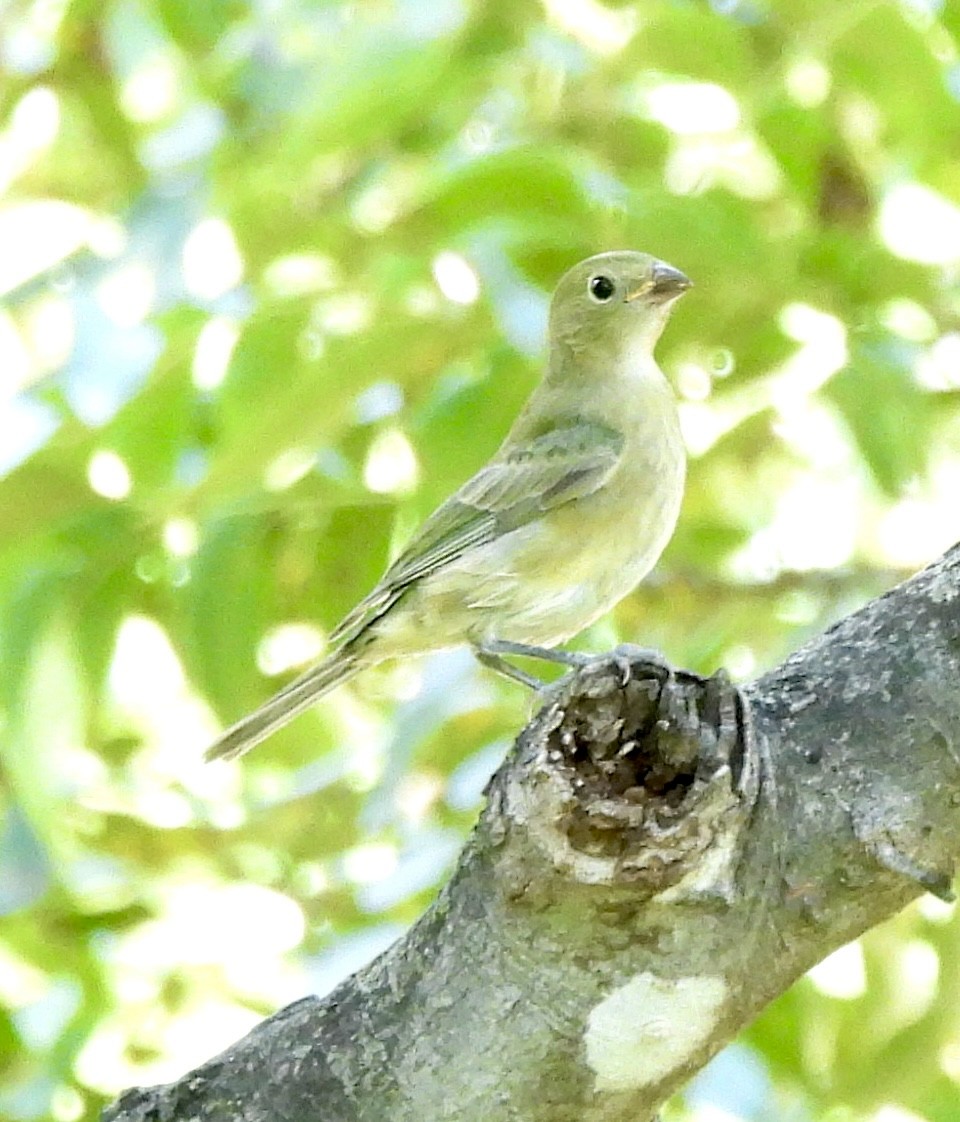 Passerin nonpareil - ML642054643