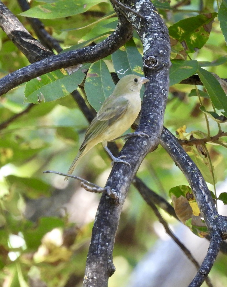 Passerin nonpareil - ML642054644