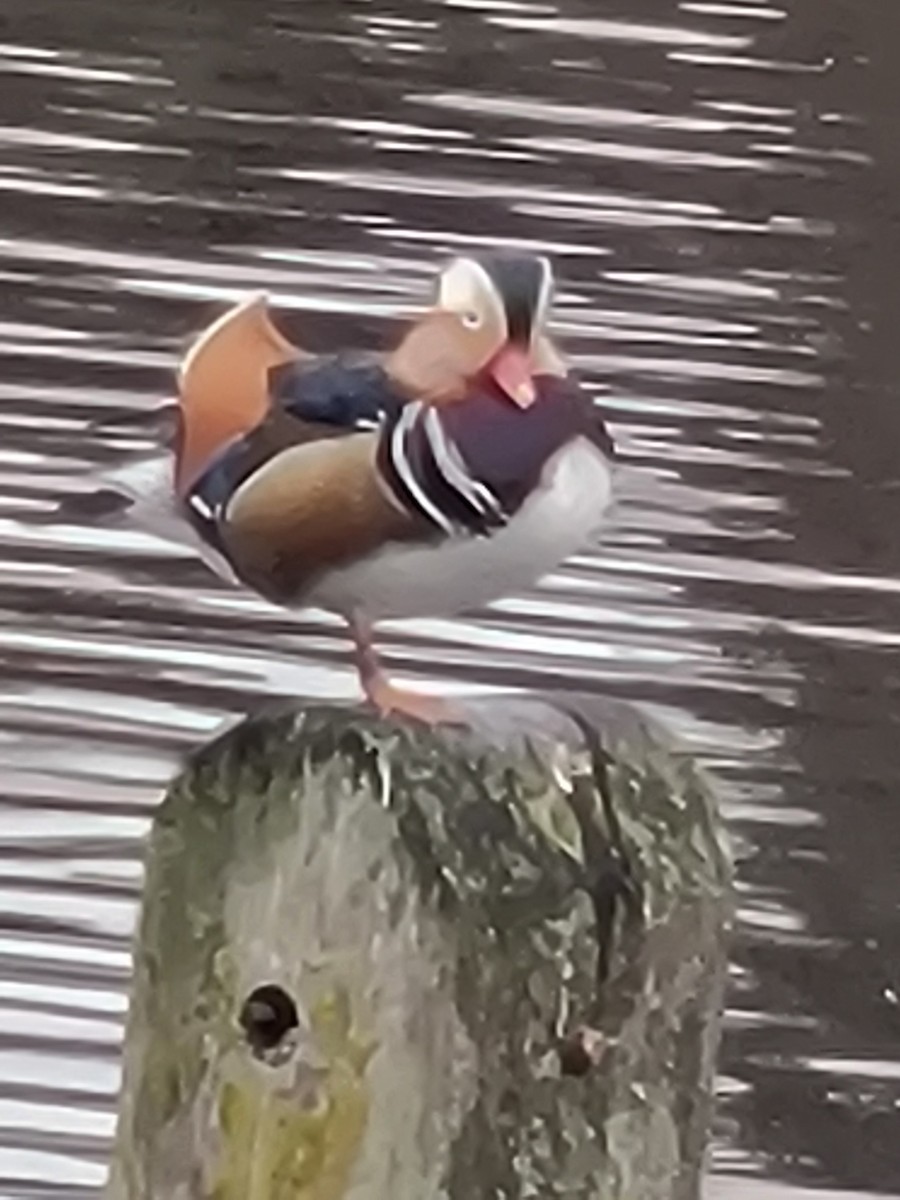 Canard mandarin - ML642054655