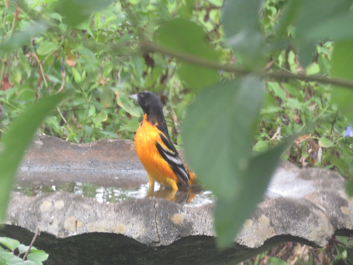 Oriole de Baltimore - ML642054656