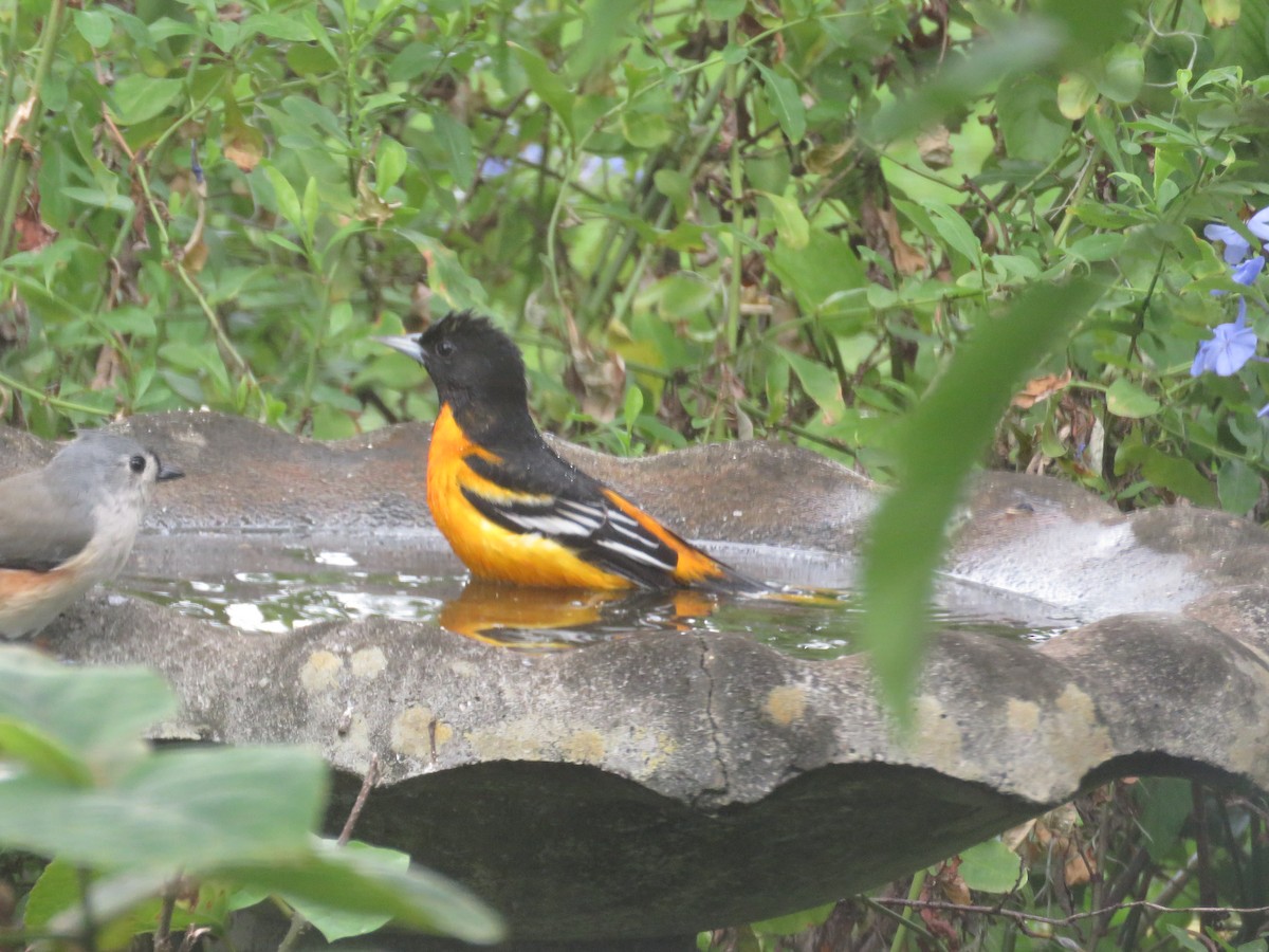 Oriole de Baltimore - ML642054658