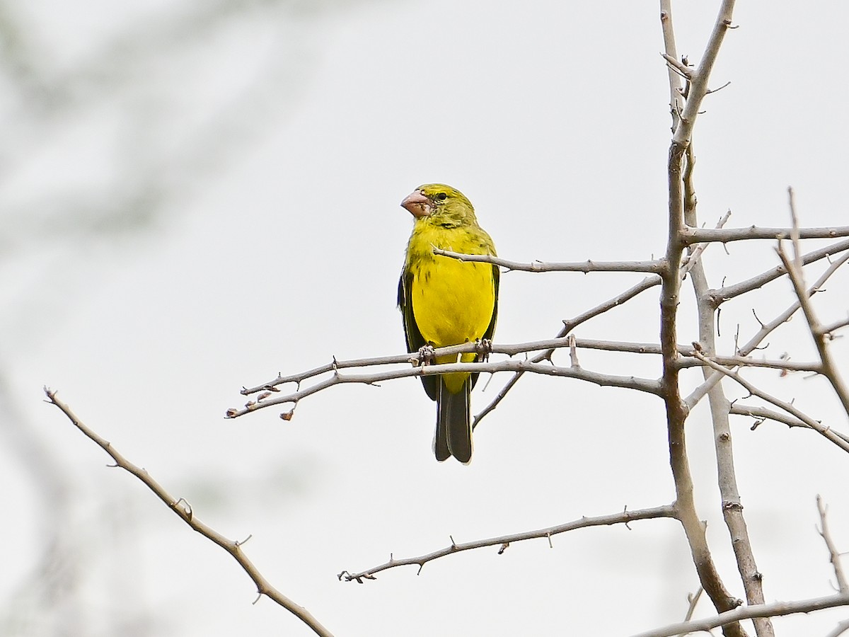 Southern Grosbeak-Canary - ML642054680