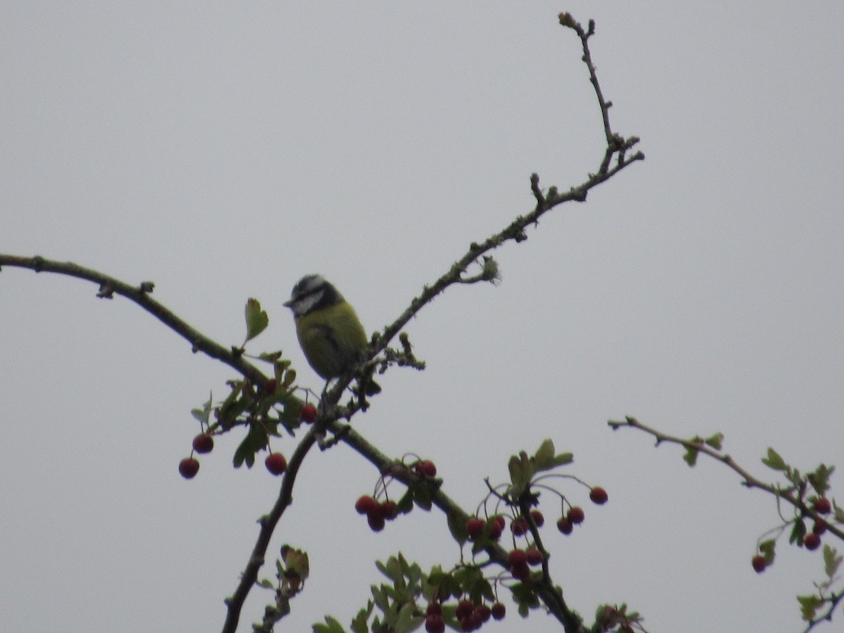 Eurasian Blue Tit - ML642054683