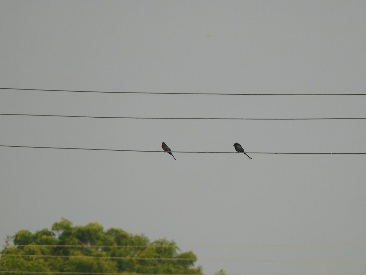 drongo černý - ML642054686