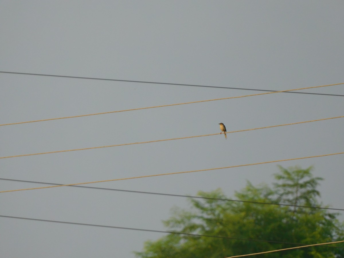 Prinia Sencilla - ML642054690