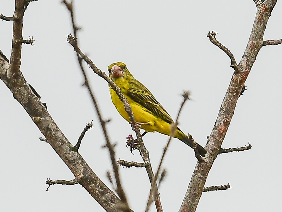 Southern Grosbeak-Canary - ML642054699