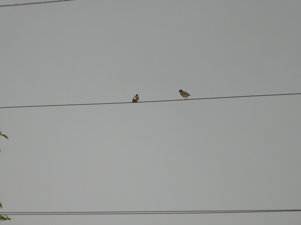 Red-vented Bulbul - ML642054700