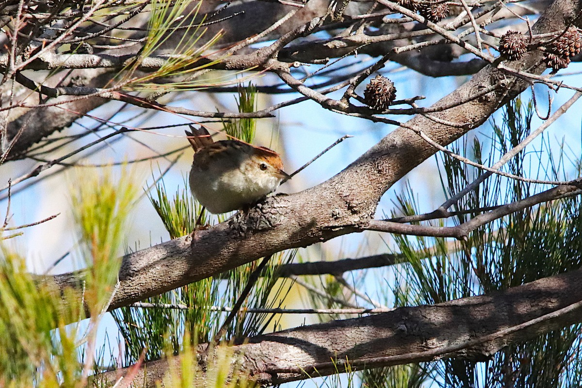Tawny Grassbird - ML642054709