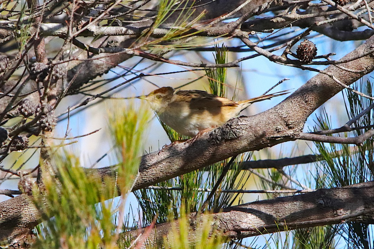 Tawny Grassbird - ML642054710