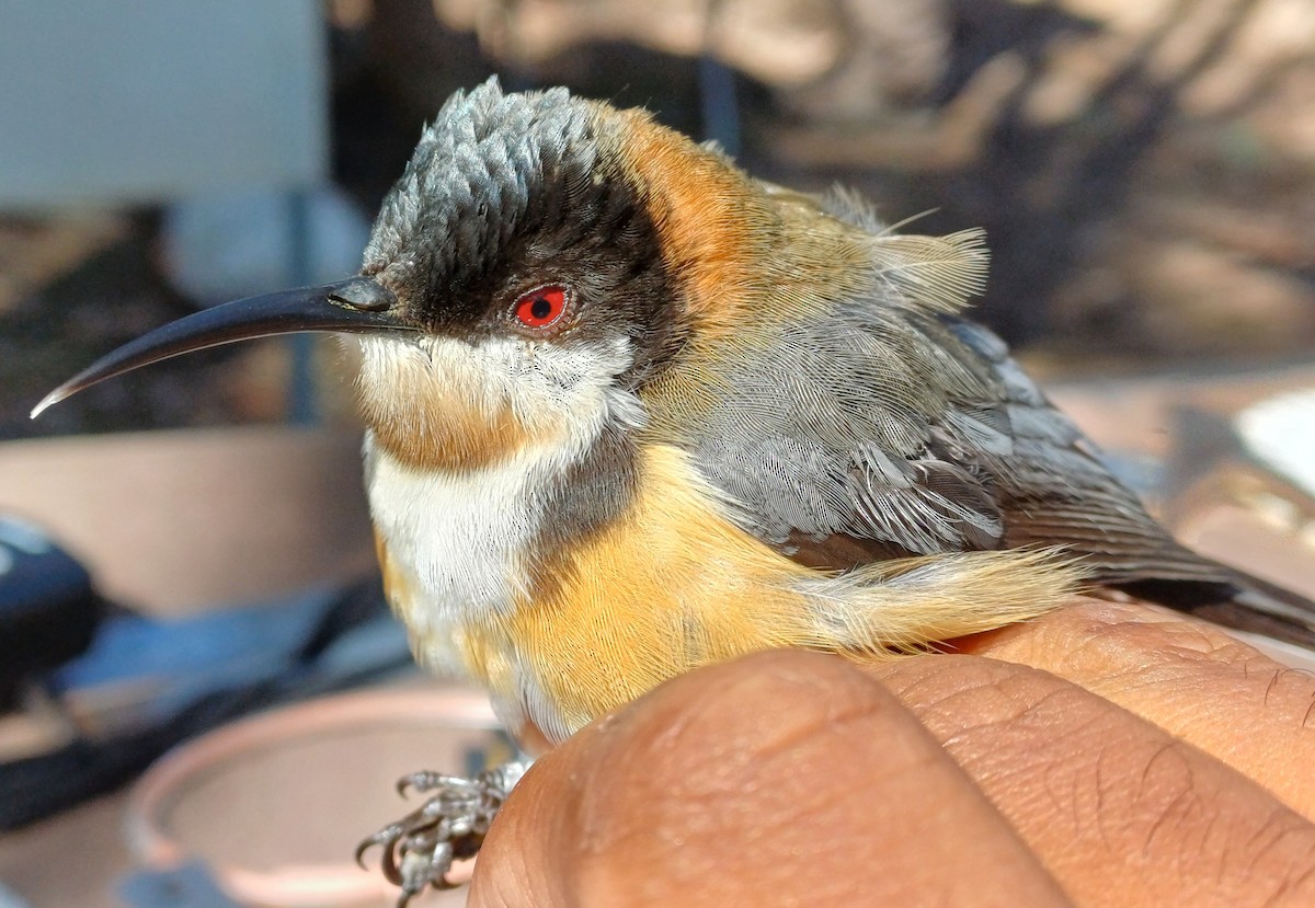 Eastern Spinebill - ML642054721