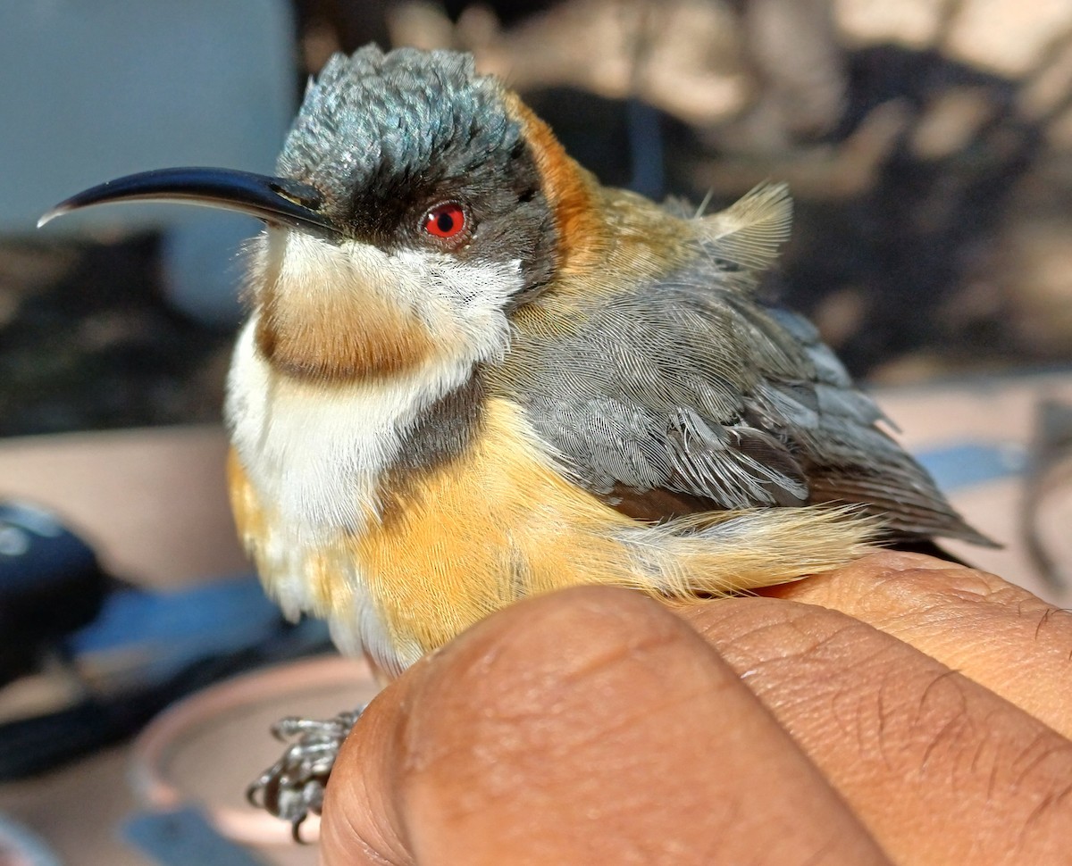 Eastern Spinebill - ML642054722