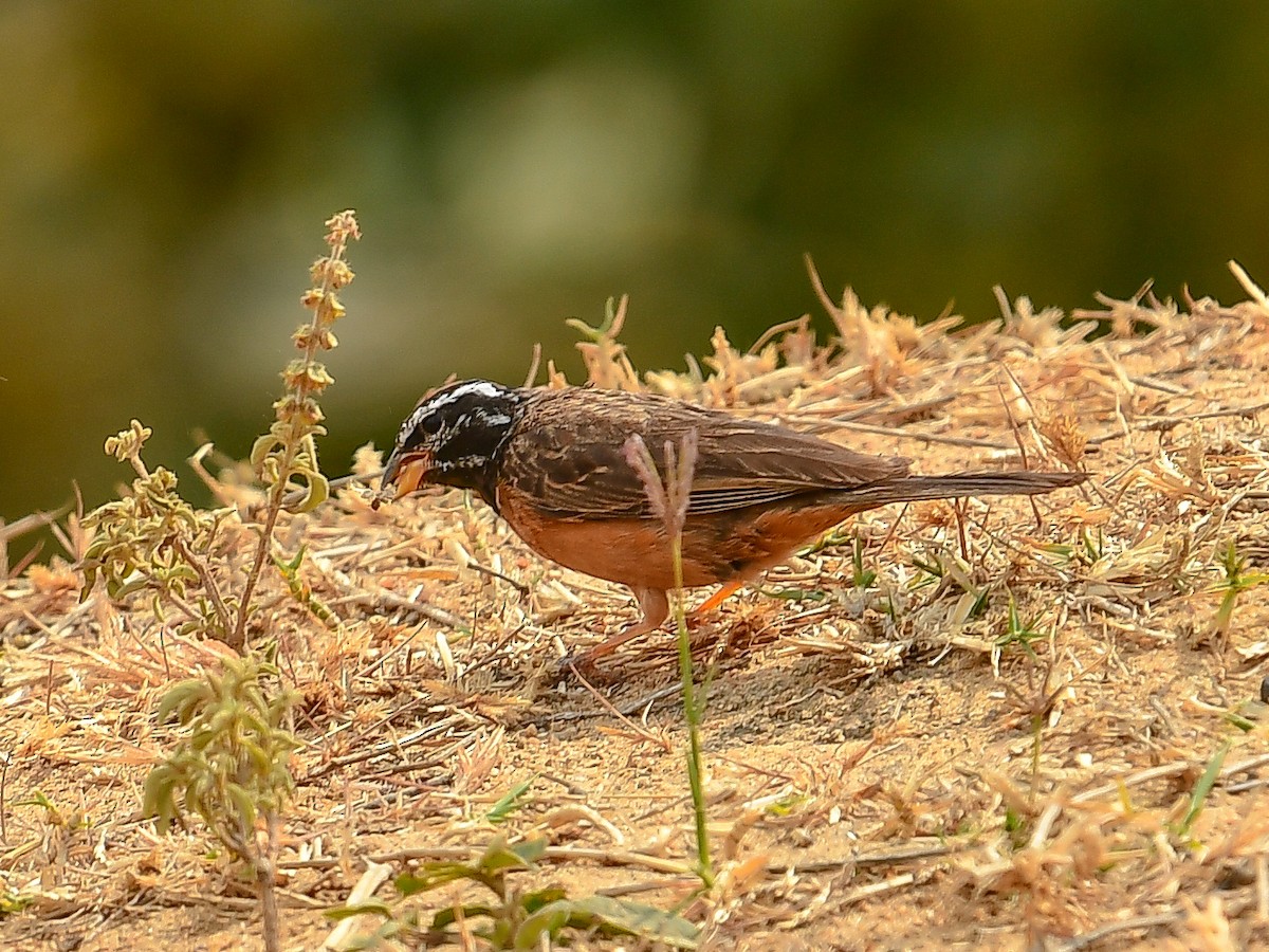 Cinnamon-breasted Bunting - ML642054723