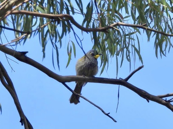 Yellow-throated Honeyeater - ML642054724