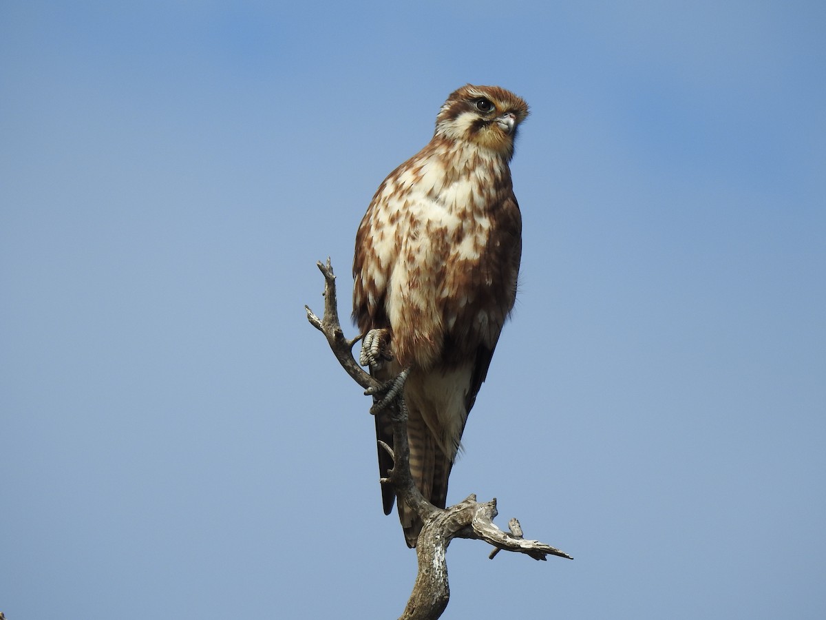 Brown Falcon - ML642054730