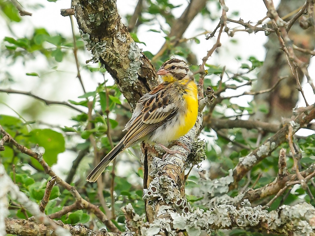 Somali Bunting - ML642054738